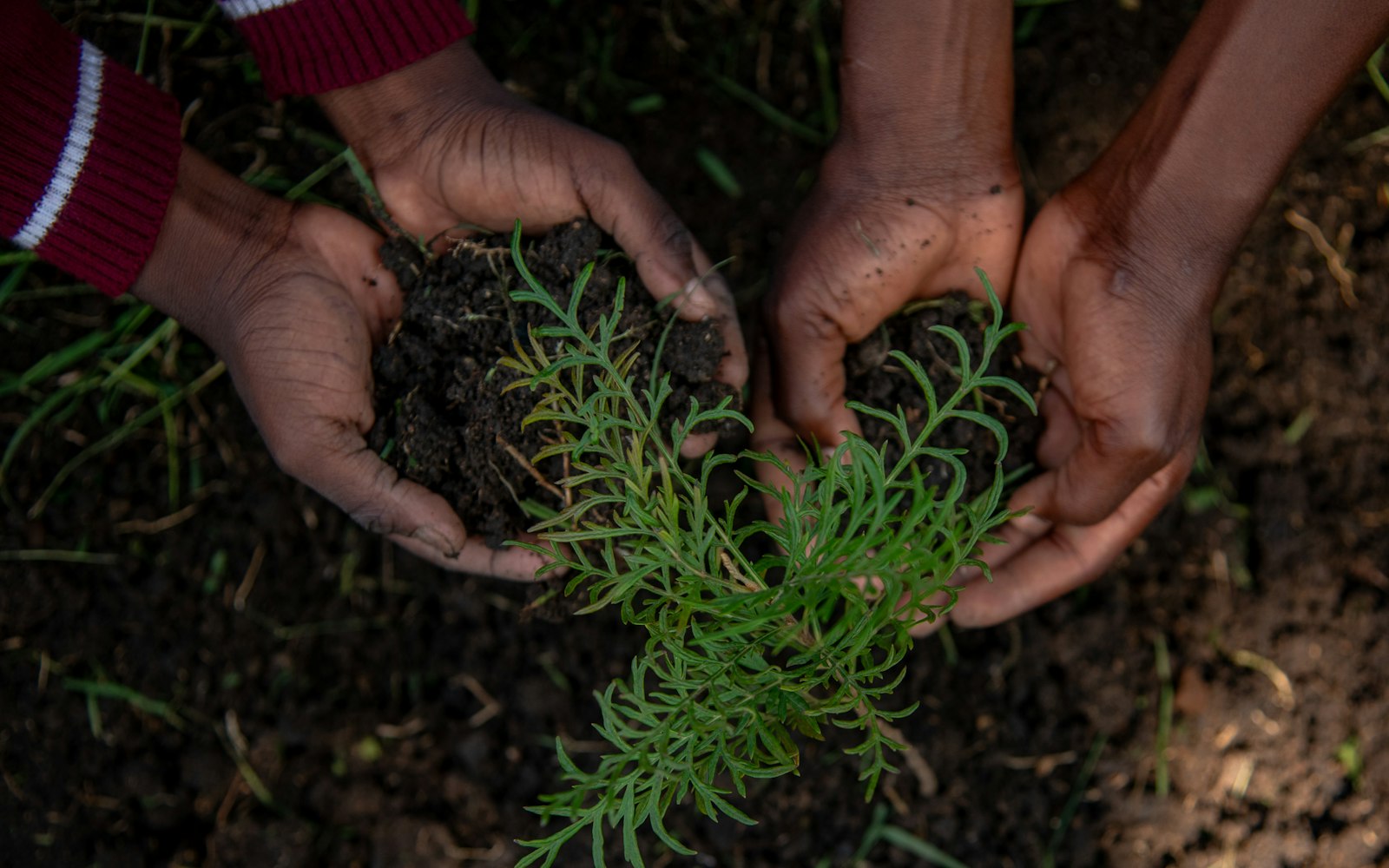 Dos pares de manos sostienen tierra alrededor de un brote verde recién plantado.