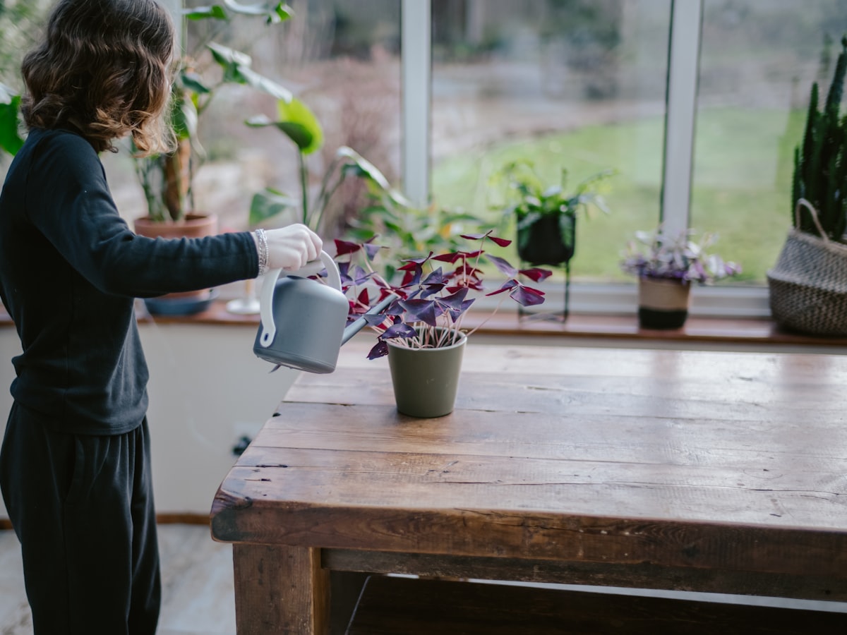 Una persona riega una planta en maceta sobre una mesa de madera, junto a una ventana